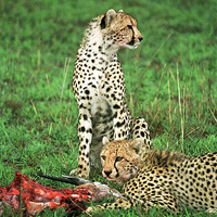 Buy canvas prints of JST2868 Cheetah with kill by Jim Tampin