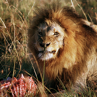 Buy canvas prints of JST2933 Male Lion feeding by Jim Tampin