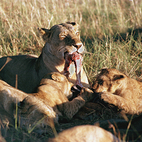 Buy canvas prints of JST2932 Lioness with cubs feeding by Jim Tampin
