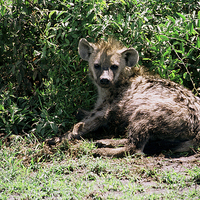 Buy canvas prints of JST2927 Spotted Hyaena by Jim Tampin