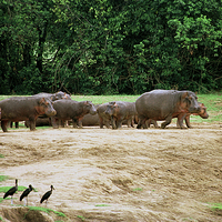 Buy canvas prints of JST2918 Watching the hippos go by by Jim Tampin