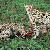 Buy canvas prints of JST2910 Cheetah breakfast by Jim Tampin