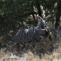Buy canvas prints of JST2975 Male Lesser Kudu by Jim Tampin