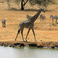 Buy canvas prints of JST2991 Giraffe and Co by Jim Tampin