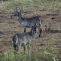 Buy canvas prints of JST2993 Waterbuck by Jim Tampin