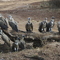 Buy canvas prints of JST2995 White Backed Vultures by Jim Tampin