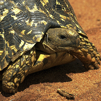 Buy canvas prints of JST3041 Leopard Tortoise by Jim Tampin
