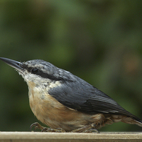 Buy canvas prints of JST3068 Nuthatch by Jim Tampin