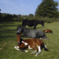 Buy canvas prints of JST3076 dartmoor Ponies by Jim Tampin