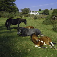 Buy canvas prints of JST3074 Dartmoor Ponies by Jim Tampin