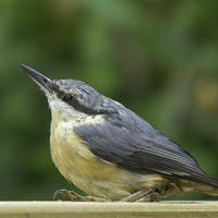Buy canvas prints of JST3065 Nuthatch by Jim Tampin