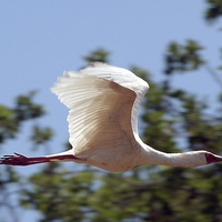 Buy canvas prints of JST3147 African Spoonbill 3 by Jim Tampin