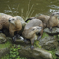 Buy canvas prints of JST3155 Otters 2 by Jim Tampin