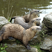 Buy canvas prints of JST3157 Otters by Jim Tampin