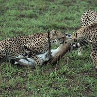 Buy canvas prints of Cheetah kill, Masai Mara. by Jim Tampin