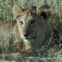 Buy canvas prints of Lion cub, Masai Mara. by Jim Tampin