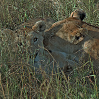 Buy canvas prints of Lioness with cub by Jim Tampin