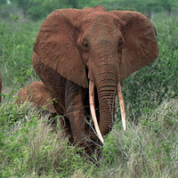 Buy canvas prints of Elephant with young by Jim Tampin