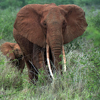 Buy canvas prints of Elephant with young by Jim Tampin