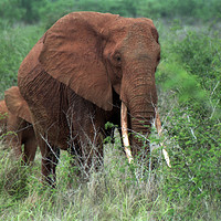 Buy canvas prints of African Elephant with young. by Jim Tampin
