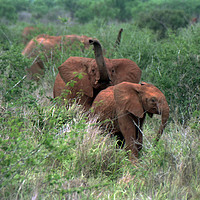 Buy canvas prints of Elephants sense danger by Jim Tampin
