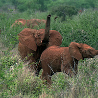 Buy canvas prints of Elephants by Jim Tampin