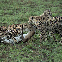 Buy canvas prints of JST126. Cheetah Kill by Jim Tampin