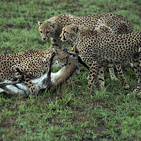 Buy canvas prints of JST127 Cheetah Kill by Jim Tampin