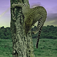 Buy canvas prints of JST148 Cheetah  by Jim Tampin