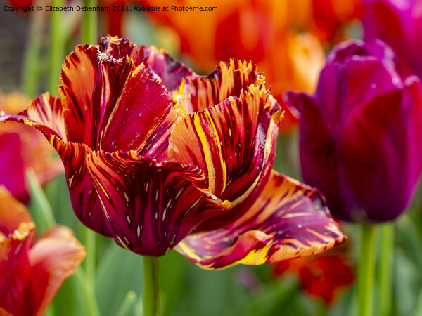 Stripey Red and Orange Tulip Picture Board by Elizabeth Debenham