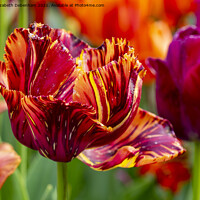 Buy canvas prints of Stripey Red and Orange Tulip by Elizabeth Debenham
