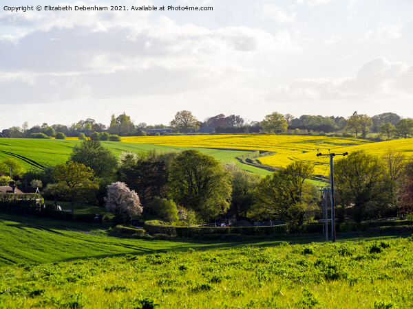 Winding lane through yellow Rapeseed. Picture Board by Elizabeth Debenham