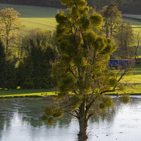 Buy canvas prints of Mistletoe Tree at Latimer, Chess Valley by Elizabeth Debenham