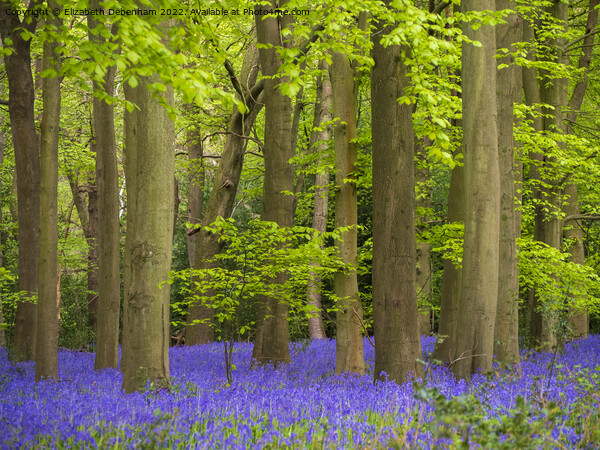 Bluebells Woodland in April Picture Board by Elizabeth Debenham
