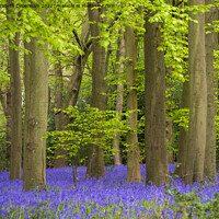 Buy canvas prints of Bluebells Woodland in April by Elizabeth Debenham