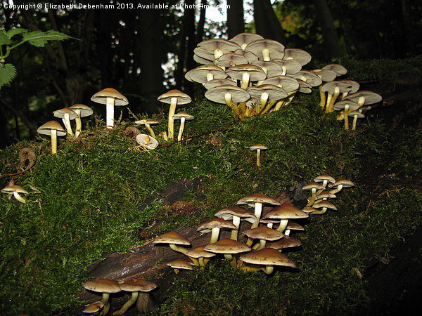Fairy Ring of Mushrooms Picture Board by Elizabeth Debenham