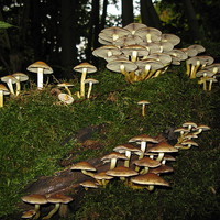 Buy canvas prints of Fairy Ring of Mushrooms by Elizabeth Debenham