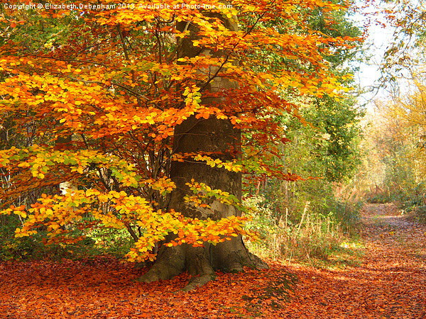 Beech Woodland in Autumn Picture Board by Elizabeth Debenham