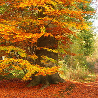 Buy canvas prints of Beech Woodland in Autumn by Elizabeth Debenham
