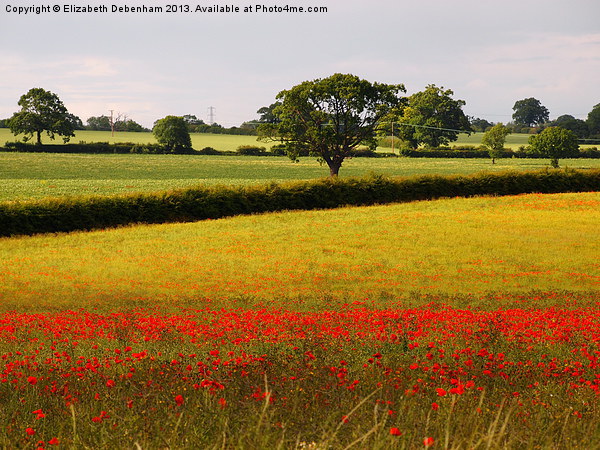 Red Poppies and Green Fields Picture Board by Elizabeth Debenham