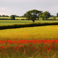 Buy canvas prints of Red Poppies and Green Fields by Elizabeth Debenham
