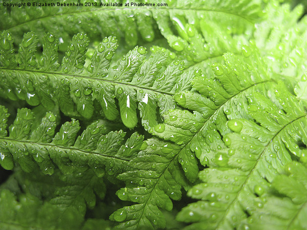 Green Bracken with  Raindrops Picture Board by Elizabeth Debenham
