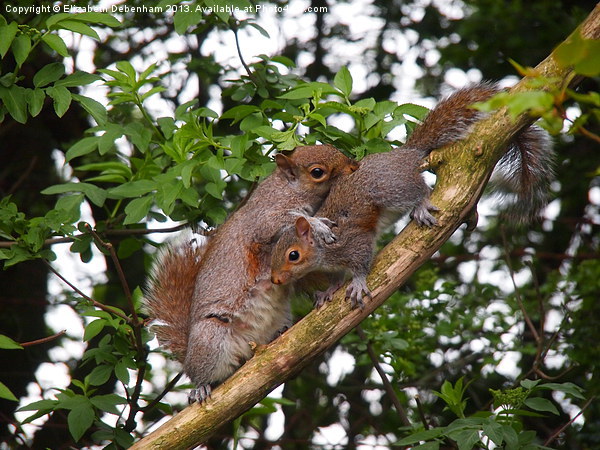 Squirrel and her child Picture Board by Elizabeth Debenham