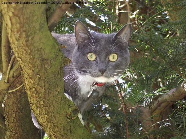 Stare Cat in a Yew Tree Picture Board by Elizabeth Debenham