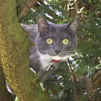 Buy canvas prints of Stare Cat in a Yew Tree by Elizabeth Debenham