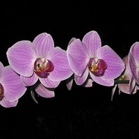 Buy canvas prints of Purple Phalaenopsis Orchid Arc by Elizabeth Debenham