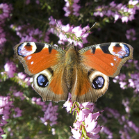 Buy canvas prints of Peacock Butterfly on Heather by Elizabeth Debenham