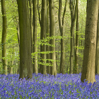 Buy canvas prints of Bluebell Woodland in Hertfordshire by Elizabeth Debenham