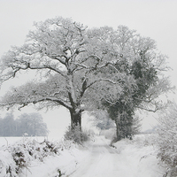 Buy canvas prints of Oak Trees in Winter Snow by Elizabeth Debenham