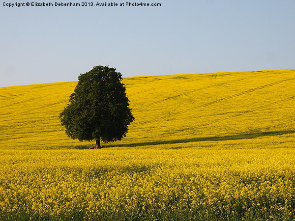 Lone Beech Tree in Yellow Field Picture Board by Elizabeth Debenham